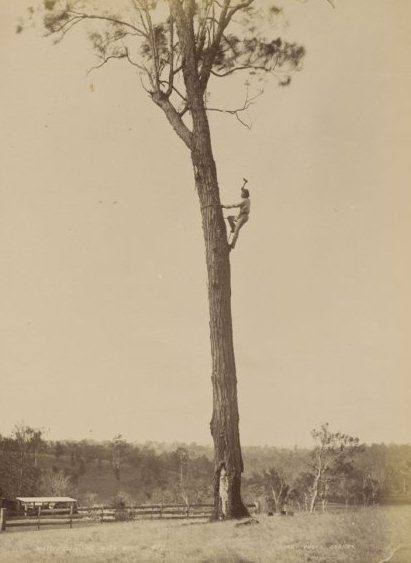 Aborigine climbing tree, courtesy of National Library of Australia